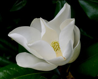 Magnolia